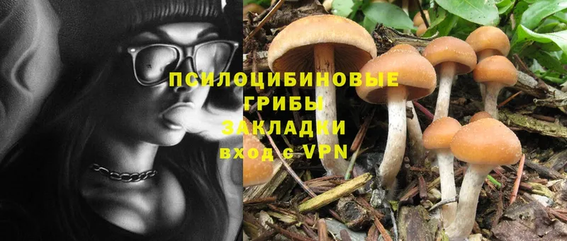 Псилоцибиновые грибы Psilocybe  Верея 